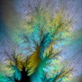 windtree_by_cory_ench.jpg