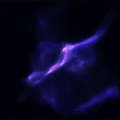 concinnus.gif