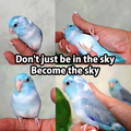 birds.png