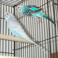 budgies.jpg