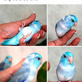sky bird.jpg
