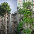 trees-refuse-to-give-up-16-598312751f40b_700_1_.jpg