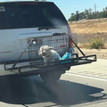 677cd922b0256_idiots-in-cars.jpg