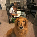 681b1c7cd3ac4_cute-wholesome-animal-pics.jpg
