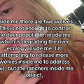 two wolves.jpeg