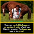 horse.jpg