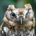 owl twitching.gif