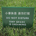 tiny_grass_is_dreaming.jpg