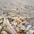 Seashells_Beach_In_Slovenia.jpg