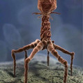 bacteriophage.jpg