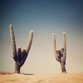 cacti.jpg