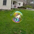 dog_in_bubble.jpg