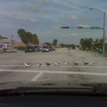 ducks_crossing_a_road.jpg