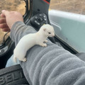 ferret.jpg