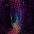 forest.jpg