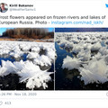 frost_flowers_in_russia.jpg