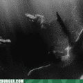 funny-animal-gifs-swimming-with-gators.gif