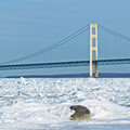 ice-shards-frozen-lake-michigan-5c938d6e6b8de_880.jpg