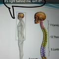 it_s_right_behind_me_isn_t_it-spinal_column.jpg