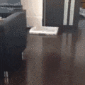 k2wfk2F8S2WKRyIxwpcI_Dog_in_a_Box.gif