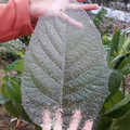 leaf_ice.jpg