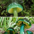 mildly-interesting-pictures-of-nature-4-5f6b1ba4495ac_700.jpg