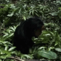 monkeyface.gif