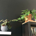 plants.jpg