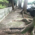 sidewalk_with_trees.jpg