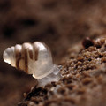 snail-with-semi-transparent-shell.jpg