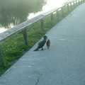 Anhinga_Or_Something_With_Fish.jpg