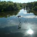 Bird_On_Stick_by_eode.jpg