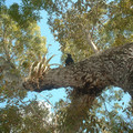 Bird_in_Tree_by_eode.jpg