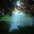 Duck_in_Pond_by_eode.jpg