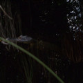 Evil_Eye_by_eode.jpg