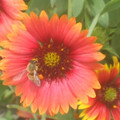 Flower_by_eode.jpg