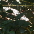 GlowGator_by_eode.jpg