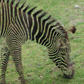 Zebraha.jpg