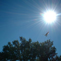 bird_of_prey_01.jpg