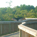 bird_on_a_fence_by_eode.jpg