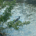 blue_bird_by_eode.jpg