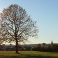 brown_tree_by_eode.jpg