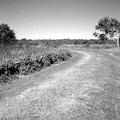 everglades_07.jpg