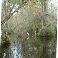 everglades_09.jpg