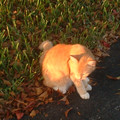 fire_cat.jpg