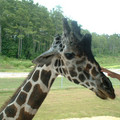 giraffe_by_eode.jpg