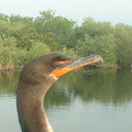 green_eyed_bird_by_eode.jpg