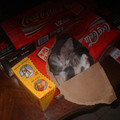 kittens_classic_.jpg