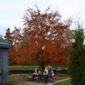 red_tree_by_eode.jpg