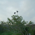 two_birds_on_a_tree_by_eode.jpg